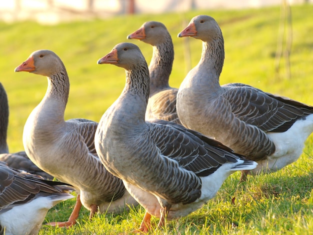 Foto los gansos domésticos pastan en la granja de gansos