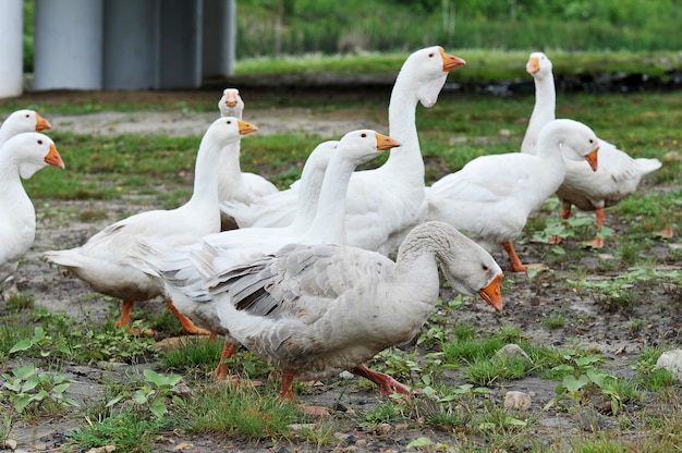 Gansos domésticos pastan en un prado verde