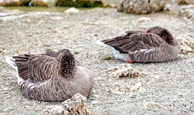 Gansos durmientes en la orilla del lago