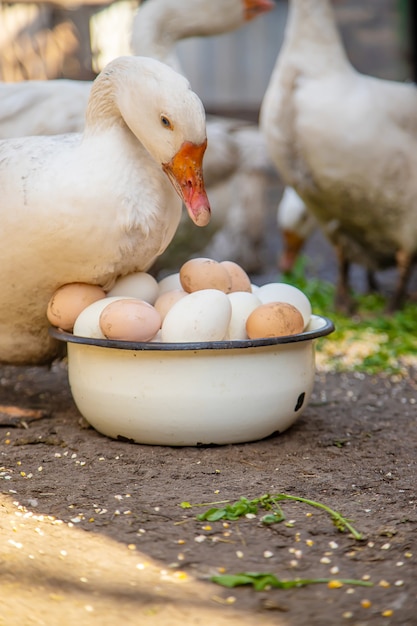 Foto gansos e ovos em uma tigela