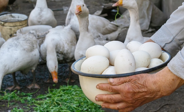 Gansos e ovos em uma tigela