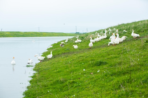 Foto gansos estão em uma colina junto a um lago e um é um bando de gansos