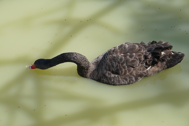 Los gansos flotan en el río buscando comida