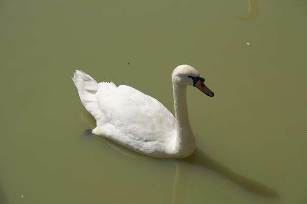 Los gansos flotan en el río buscando comida