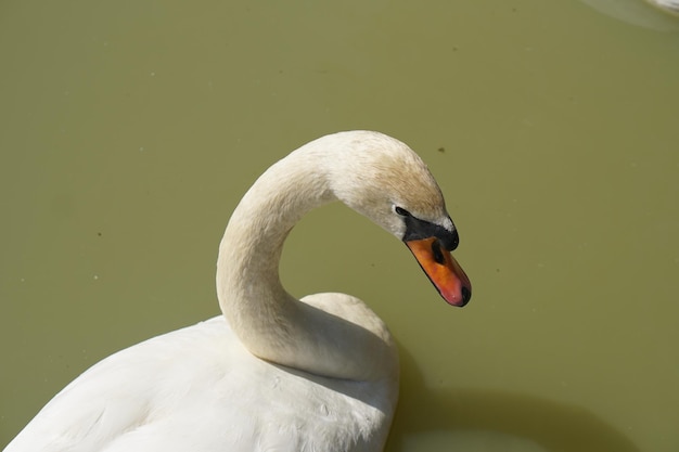 Los gansos flotan en el río buscando comida