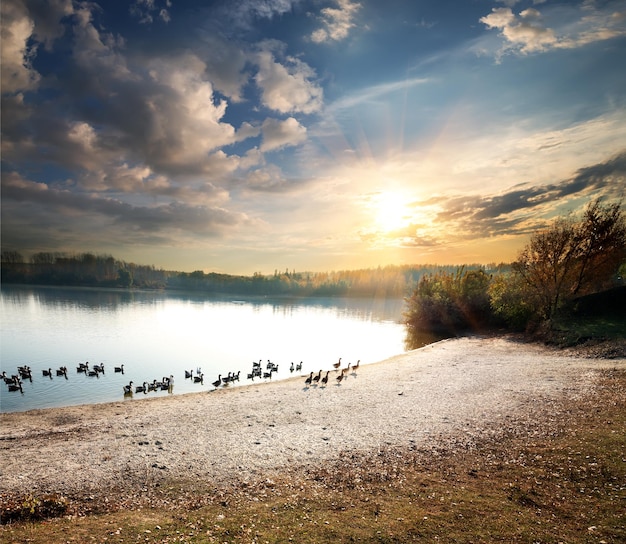 Gansos flutuando em um lago rural ao pôr do sol