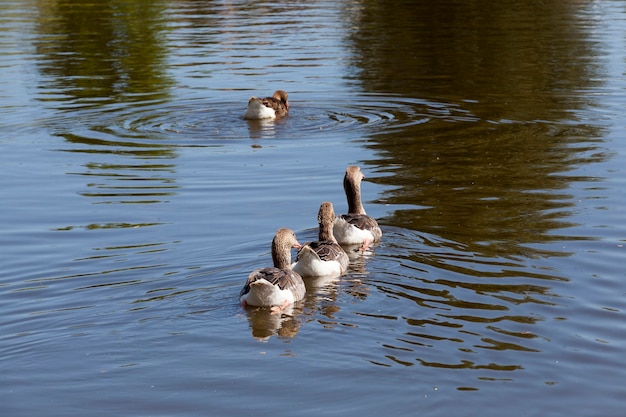 Gansos grises nadando en el lago uno tras otro, primer plano en la naturaleza, gansos domésticos