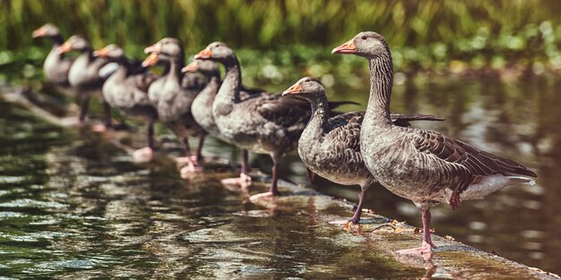 Gansos grises de pie en el lago