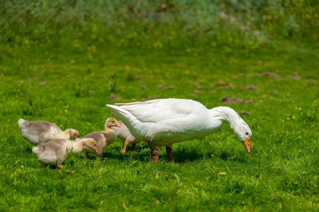 Gansos jóvenes con madre en el fondo de la naturaleza en el verano