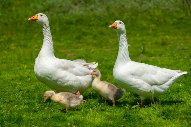 Gansos jóvenes con madre en el fondo de la naturaleza en verano