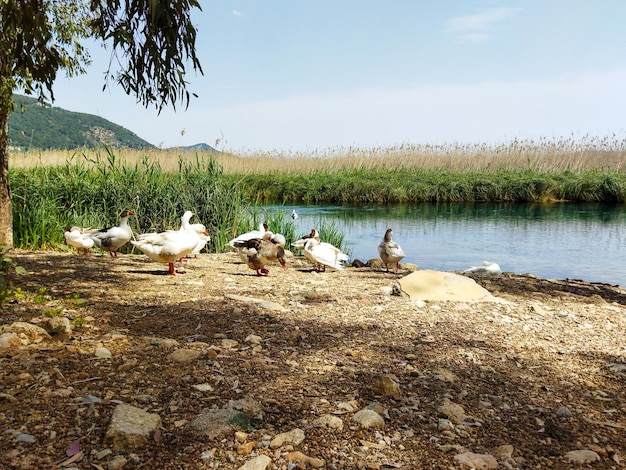 Gansos junto al río