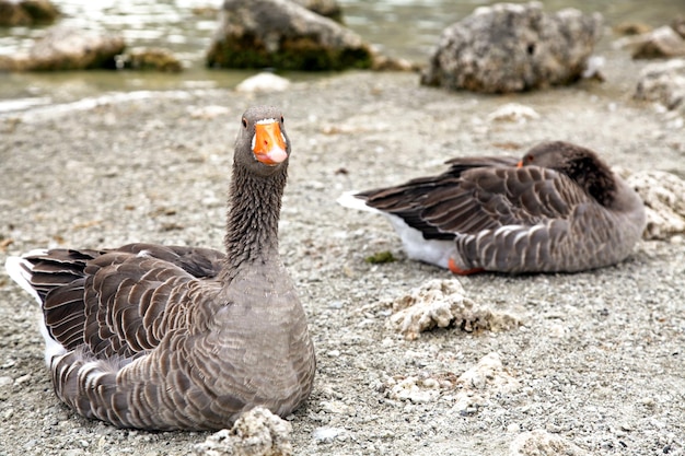 Gansos en el lago Kournas en la isla de Creta