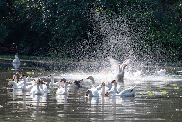 Gansos lindos gansos se exibindo em um lago em uma pequena cidade no Brasil foco seletivo de luz natural