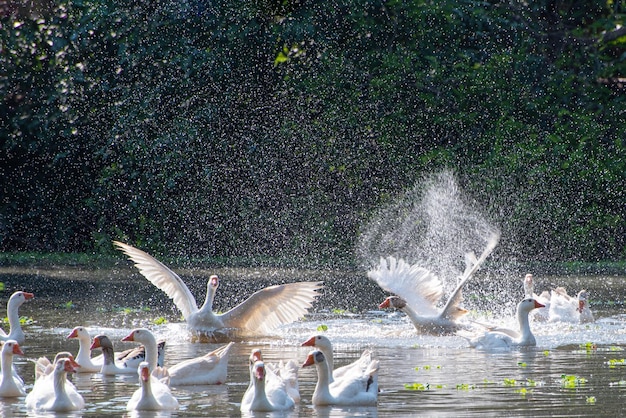 Gansos lindos gansos se exibindo em um lago em uma pequena cidade no Brasil foco seletivo de luz natural