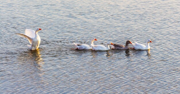 Gansos nadam ao longo do rio. Waterfowl_