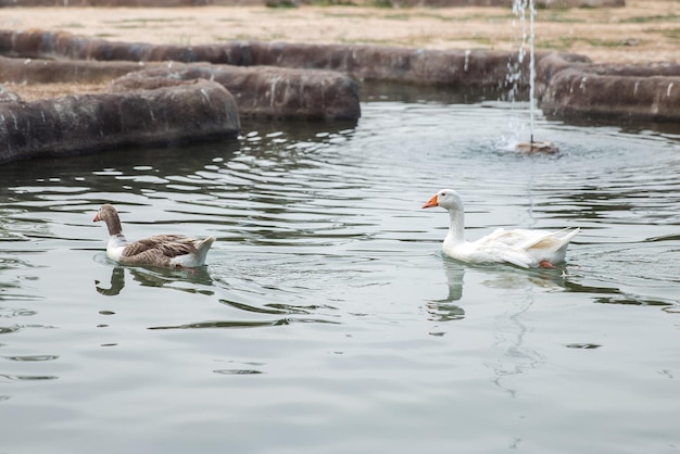 Los gansos nadan en un estanque en el parque de la ciudad