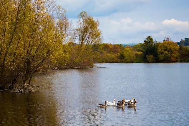 Los gansos nadan en el río. Paisaje otoñal con un río, árboles en la orilla y gansos en el agua.