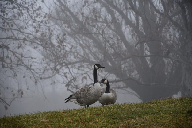 Foto gansos en la niebla