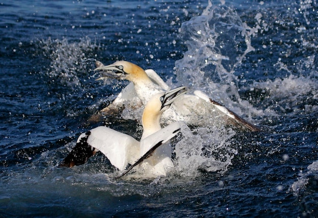 Gansos-patolas do norte mergulhando em busca de peixes
