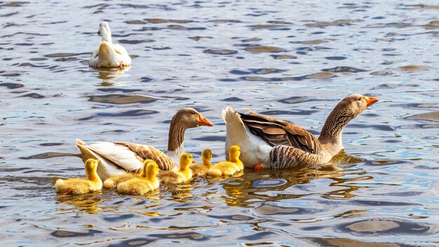 Gansos con pequeño ansarón amarillo nadan a lo largo del río.