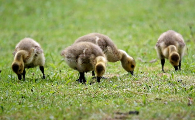 Gansos y pichones de Canadá en el lago