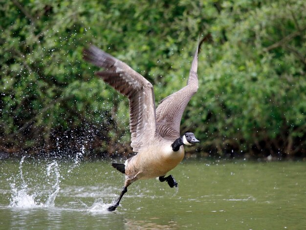 Gansos y pichones de Canadá en el lago