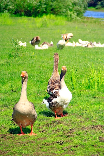 Gansos en la pradera cerca del río Vuelo de gansos blancos sobre la hierba verde de la pradera Aves de granja Gansos grises sobre la hierba Aves domésticas en el pasto en verano