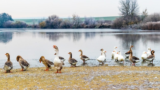 Gansos en el río en otoño durante las heladas