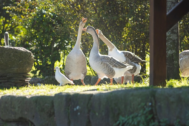 Gansos selvagens engraçados na reserva e um pombo branco ao lado deles