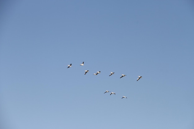 Gansos voladores en San Joaquin Wildlife Preserve California