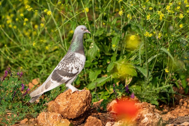 Foto ganzer körper eines stehenden taubenvogels