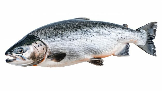 Ganzer Lachs, isoliert auf weißem Atlantischen Lachs, ausgeweideter Fischschlachtkörper, ausgeweideter Schlachtkörper Lachs, Meeresfisch