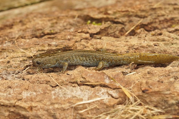 Ganzkörper-Nahaufnahme auf dem gefährdeten Oita-Salamander Hynobius dunni, der auf einem Stück Holz sitzt