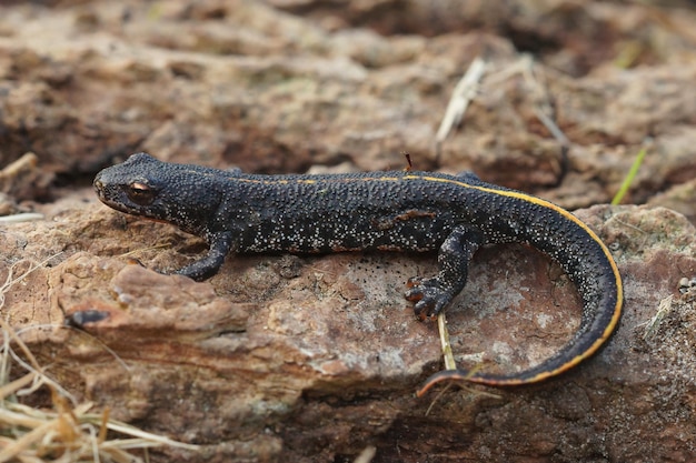 Ganzkörper-Nahaufnahme eines terrestrischen Balkankammmolchs, Triturus ivanbureschi, sitzend auf einem Stück Holz