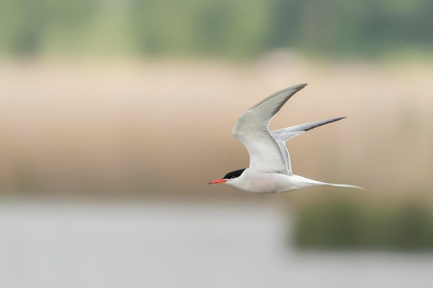 Garajau-comum (Sterna hirundo) em voo.