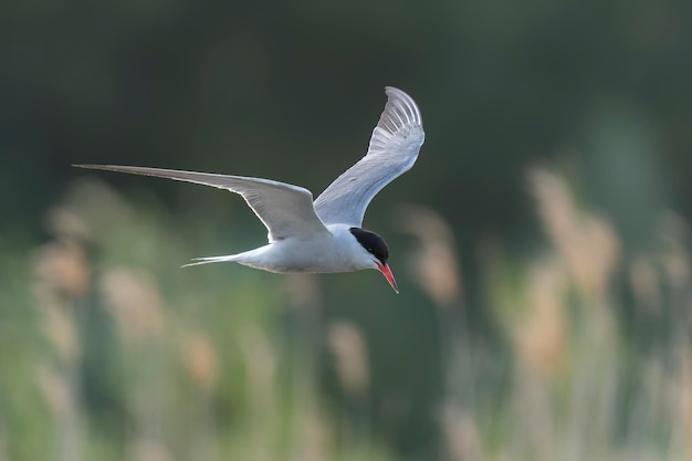 Garajau-comum (Sterna hirundo) em voo.