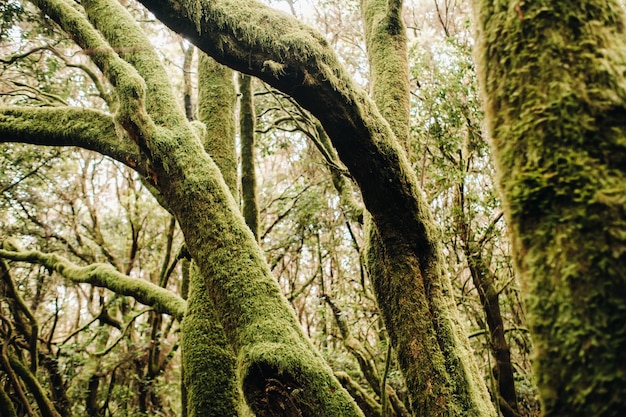 Garajonay Nationalpark, Lorbeerwald, Laurisilva, La Gomera, Kanarische Inseln, Spanien