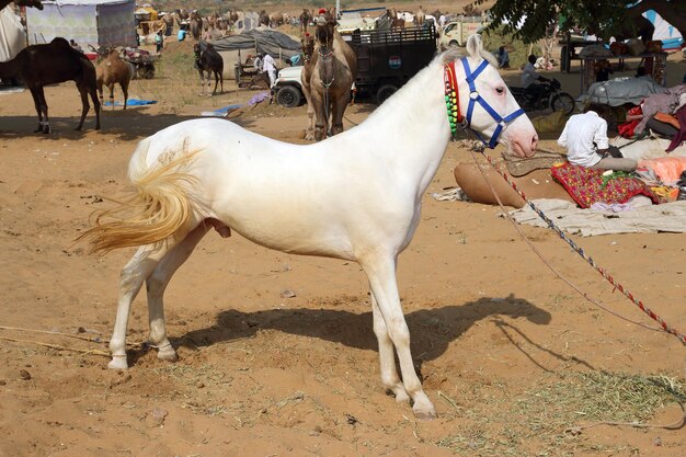 Garanhão branco em Pushkar Camel Fair