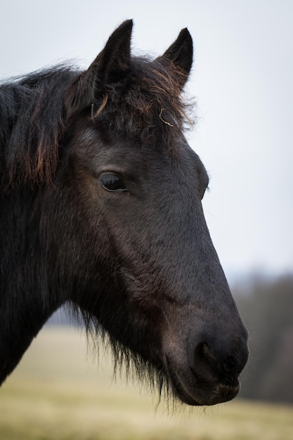 Garanhão de cavalo frisão de potro de beleza