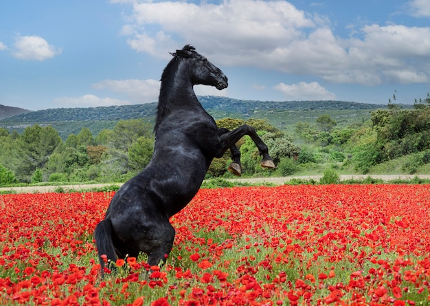 Garanhão de cavalo preto empinando na papoula