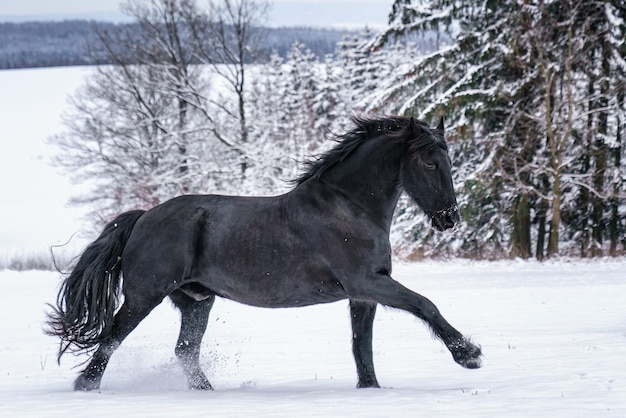 Garanhão Friesian correndo no campo de inverno Cavalo Friesian preto corre a galope no inverno