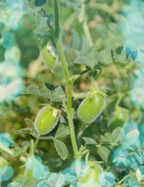 Garbanzo de vaina verde Garbanzos verdes en vaina Detalle de planta de garbanzo que crece en el campo