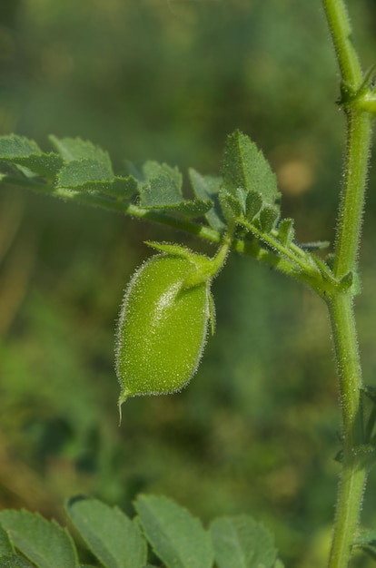 Garbanzos verdes en planta Campo de garbanzos verdes Cicer arietinum vainas verdes