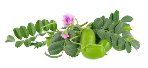 Garbanzos verdes en la vaina con hojas verdes y flores aisladas sobre fondo blanco Cicer arietinum Trazado de recorte