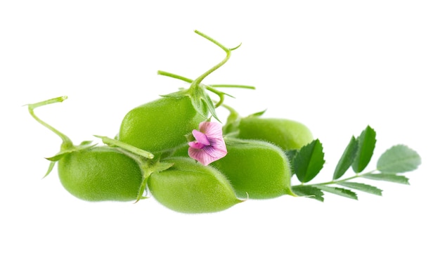 Garbanzos verdes en la vaina con hojas verdes y flores aisladas sobre fondo blanco cicer