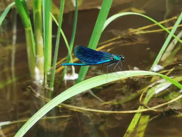 garça azul na lagoa