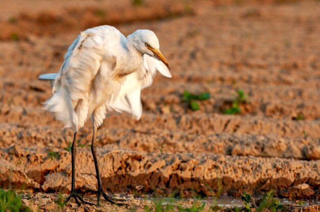 Garça-boi batendo suas asas depois de fazer preen