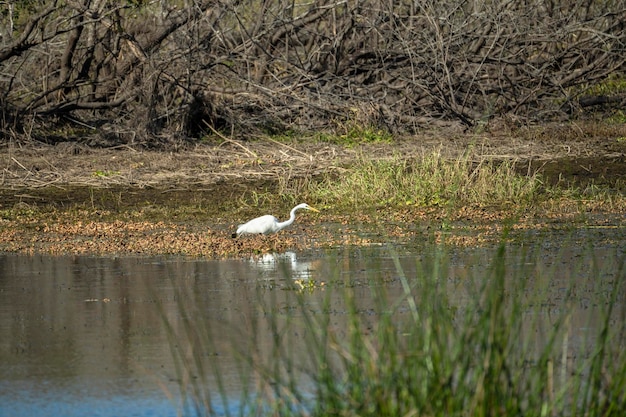 Garça branca caçando pássaros no pântano da Flórida no verão