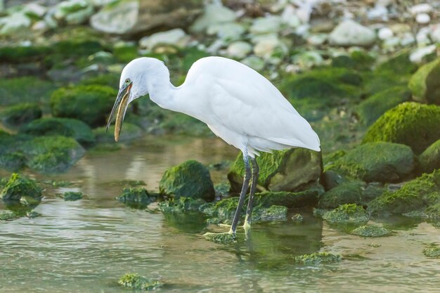 Garça-branca comendo uma enguia em um rio com pedras e musgo verde, Espanha.