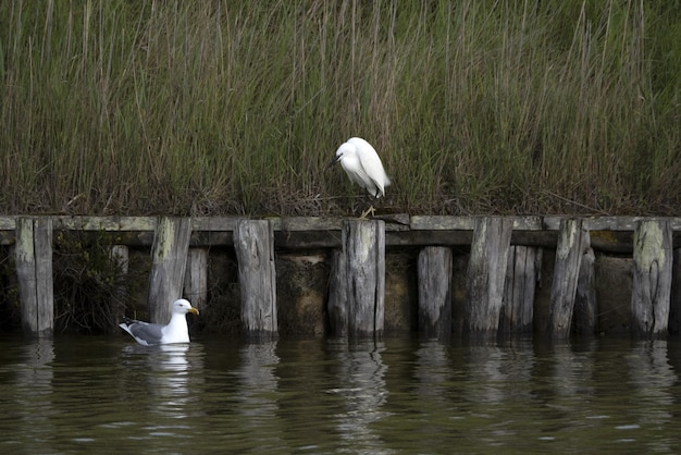 Garça branca em comacchio